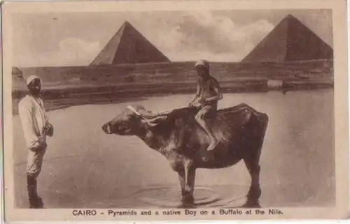 04376 Ak Cairo Pyramides and a native Boy on a Buffalo