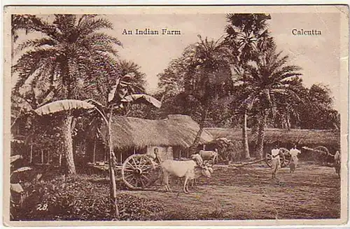 04008 Ak Calcutta à Indian Farm 1927