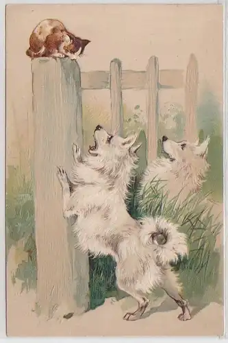 02338 Chat de marque Ak sur la clôture il y a 2 chiens 1904