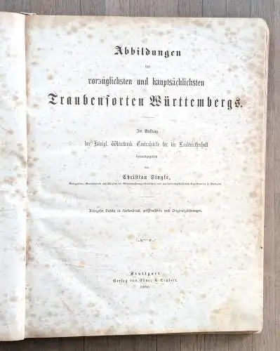 Single, Christian: Abbildungen der vorzüglichsten und hauptsächlichsten Traubensorten Württembergs. 