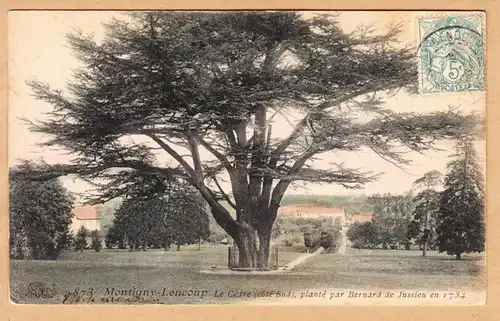 CPA Montigny-Lencoupp, Le Cedre, planté par Bernard, gel. 1906
