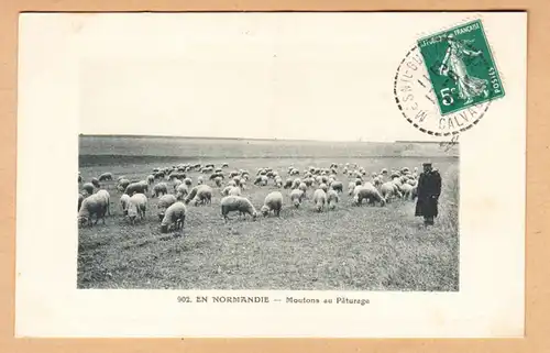 CPA En Normandie, Moutons au Paturages, gel. 1910