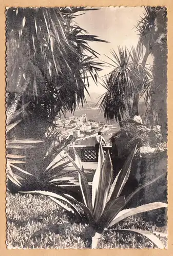 CPA Monaco-Monte Carlo, Végétation Tropicale, en 1955