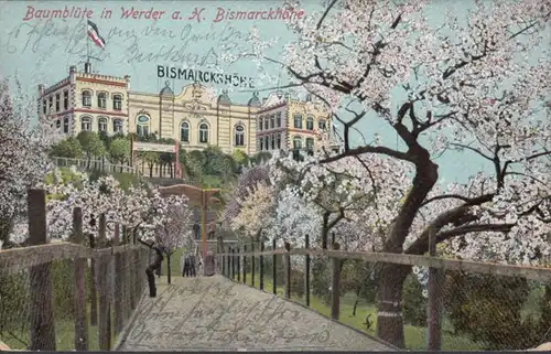 AK Baumblüte in Werder Bismarckhöhe, gelaufen