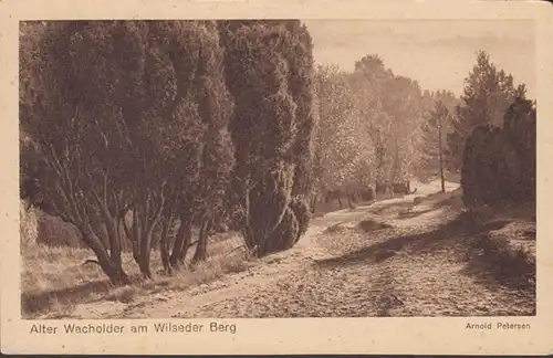 AK Lüneburger Heide Alter wakholder am Wilseder Weg, inachevé