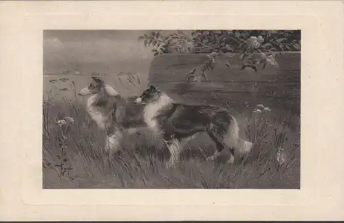 AK Chiens Colli, couru 1910