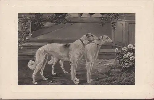 AK Windhunde, couru en 1910