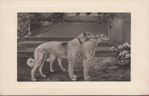AK Windhunde, gelaufen 1910
