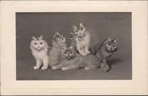 AK 5 jeunes chats carte d'artiste, couru 1911