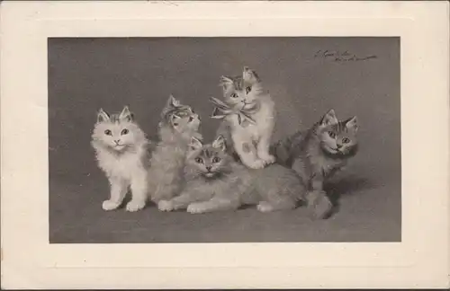 AK 5 junge Katzen Künstlerkarte, gelaufen 1911