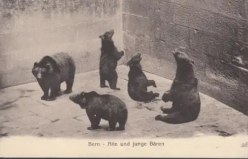 Berne Vieille et jeune ours, couru 1914