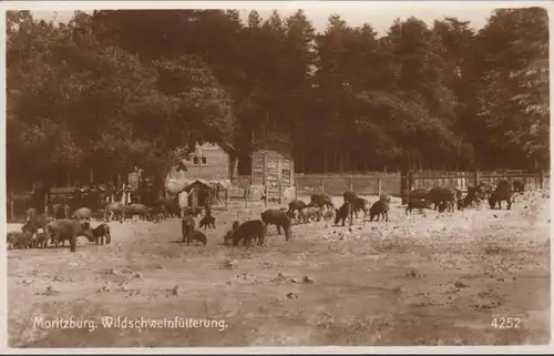 Moritzburg, alimentation des sangliers, incurvée