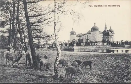 Château de chasse Königl Moritzburg, sangliers, cerfs, non-coureurs