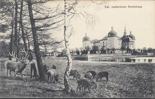 Königl. Jagdschloss Moritzburg, Wildschweine, Hirsch, ungelaufen