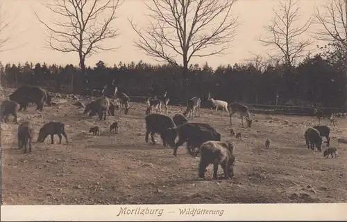 AK Moritzburg Wildfütterung, ungelaufen