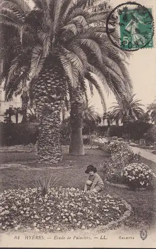 CPA Hyères, Étude de Palmiers, circulé 1916