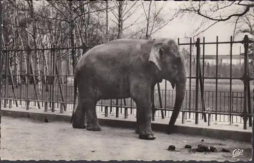 Lyon, Parc de la Tête d'Or L'Éléphant, non circulaire