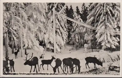 Bad Harzburg, Wildfütterung am Molkenhaus, ungelaufen