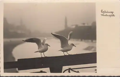 Salzbourg, invités d'hiver, mouettes, couru en 1936