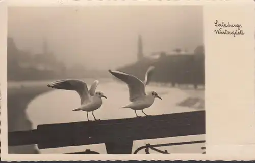 Salzburg, Wintergäste, Möwen, gelaufen 1936