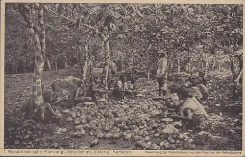 Société de plantation de l'Afrique occidentale Victoria, Cameroun, extraction de fèves de cacao, incurvée