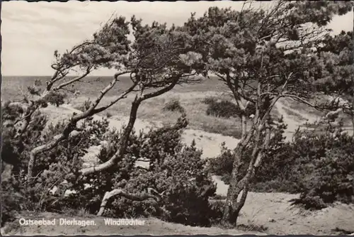 Ostseebad Dierhagen, Windflüchter, gelaufen