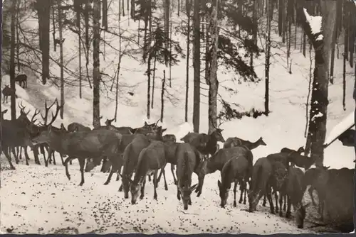 Hahnenklee, Wildfütterung im Oberharz, ungelaufen