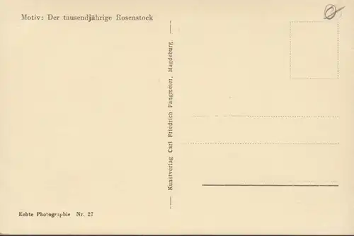Hildesheim, 1000 jähriger Rosenstock, ungelaufen