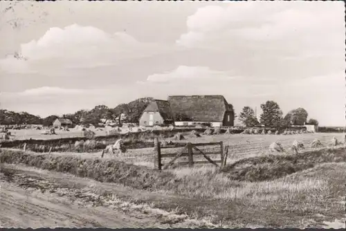 Föhr, Nieblum, Bauernhöfe, gelaufen 1960