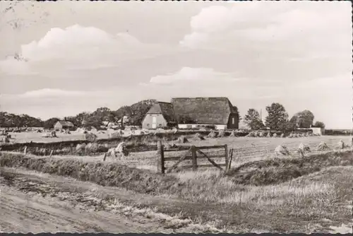 Föhr, Nieblum, fermes, couru 1960