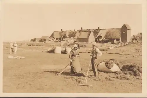 Föhr, Gehöft, Heuernte, ungelaufen