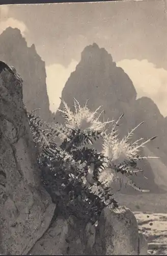 Auberge de jeunesse, merveilles dans la roche, chardon de montagne, couru 1960