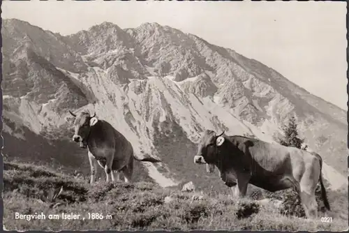 Bad Hindelang, Bergvieh am Iseler, ungelaufen