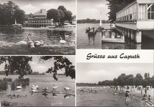 Caputh, See, Schwäne, Strand, gelaufen 1980