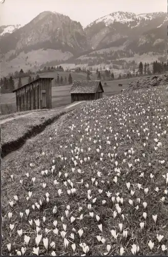 Printemps dans la vallée de l'Ossichtal, incurvé