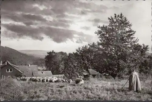 Bischofsheim, troupeau de moutons à la maison de Rhône, auberge de montagne Rouges, couru