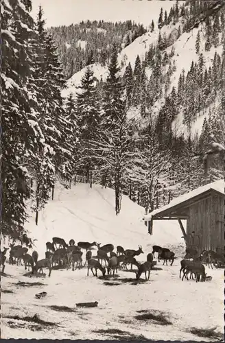 Langenau, alimentation sauvage, couru en 1963