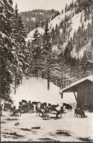 Langenau, Wildfütterung, ungelaufen