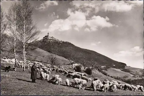 Owen, château de Teck, berger avec ses moutons, couru en 1957