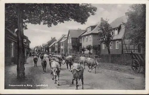 Frauenwald, Landidyll, Viehtrieb, gelaufen 1958