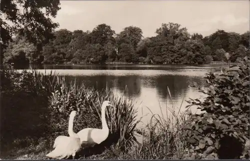 Putbus, Sur la étang du cygne, en panne