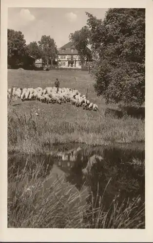 Suhl, Aschenhof, Schäfer mit Herde, ungelaufen