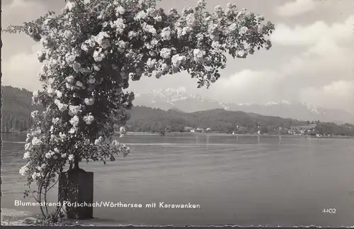 Pörtschach a. Wörthersee, Blumenstrand mit Karawanken, gelaufen 1959