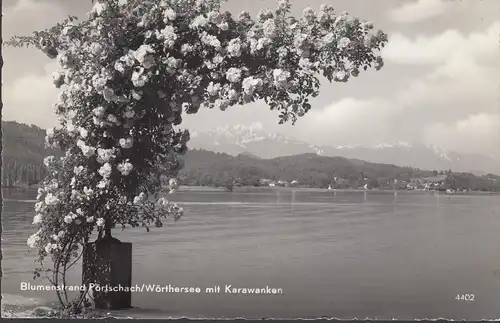 Pörtschach a. Wörthersee, plage de fleurs avec des caravanes, couru 1959