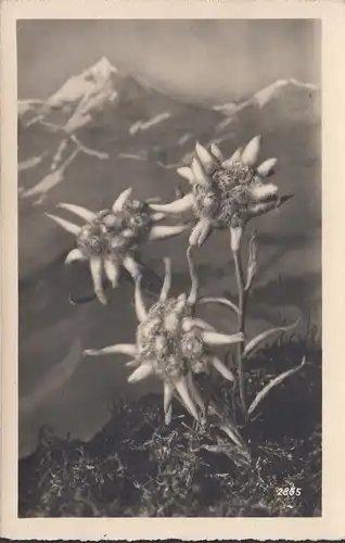 Edelweiss et montagnes, non courues