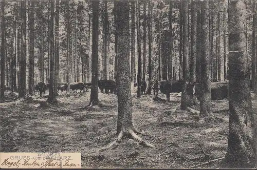 Grus de la résine, vaches dans la forêt, couru 1909