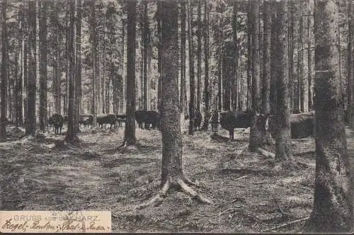 Gruss aus dem Harz, Kühe im Wald, gelaufen 1909