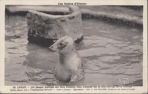 Les Sables-d'Olonne, Loulou, Joli phoque, non circulaire