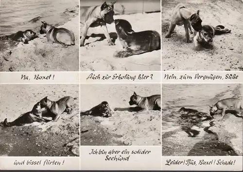 Wangerooge, Seltsame Begegnung am Strand, Hund und Robbe, gelaufen 1973