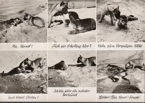 Wangerooge, rencontre étrange sur la plage, chien et Robbe, couru en 1973